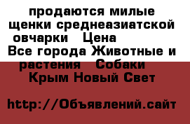 продаются милые щенки среднеазиатской овчарки › Цена ­ 30 000 - Все города Животные и растения » Собаки   . Крым,Новый Свет